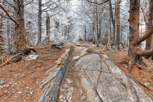 Dream Frost Trail