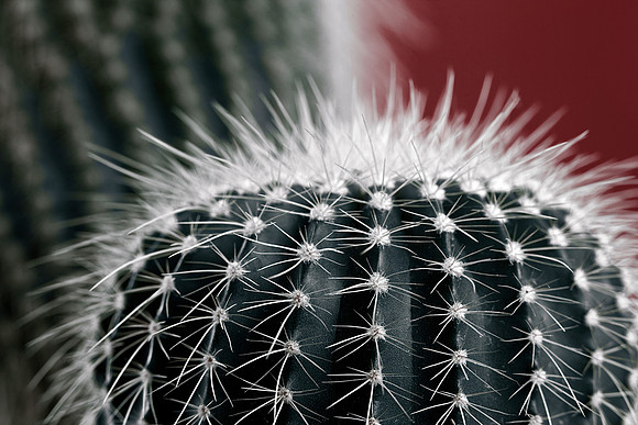 Spectral Cactus