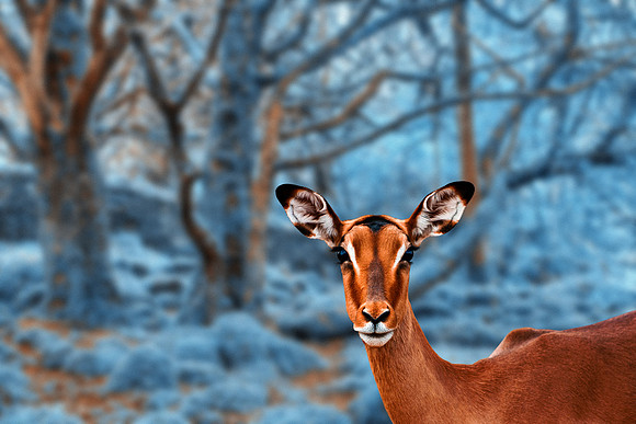 Impala Wonderland