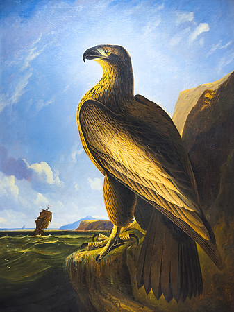 Washington Sea Eagle