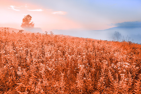 Canaan Valley Rapture