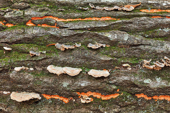 Barking Fungus