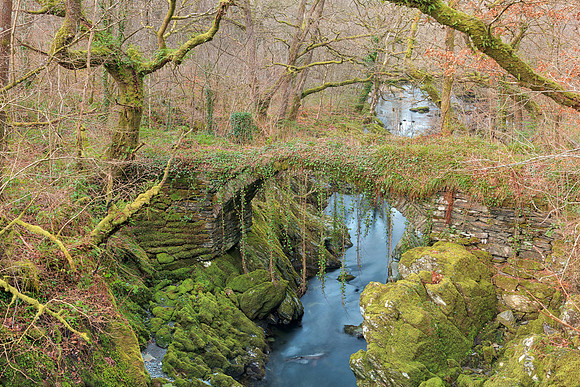 Ancient Moss Forest Bridge
