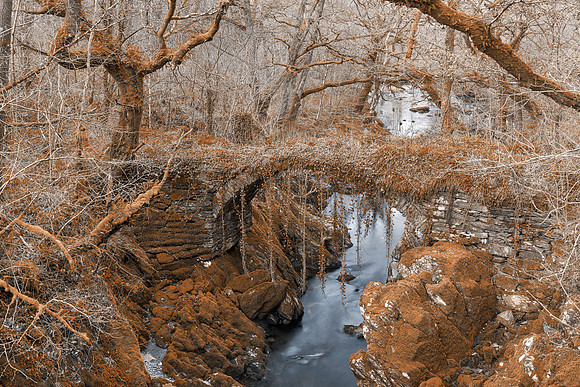Ancient Welsh Woods