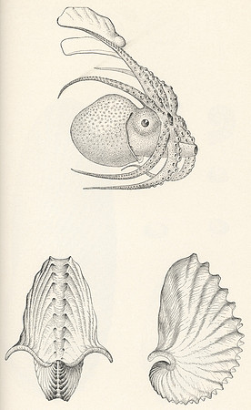 Vintage Image Plate - Argonauta Argo