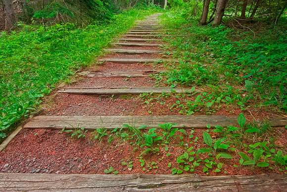 Cabot Forest Trail