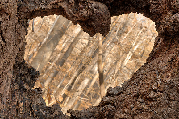 Forest Heart Frame