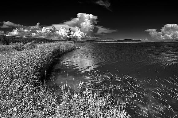 Beaver Brook - Black & White
