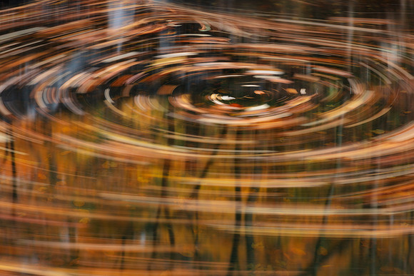 Autumn Forest Swirls