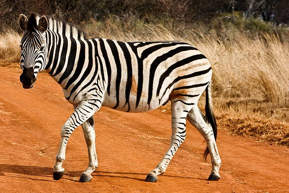 Strutting Zebra