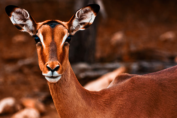Impala Female