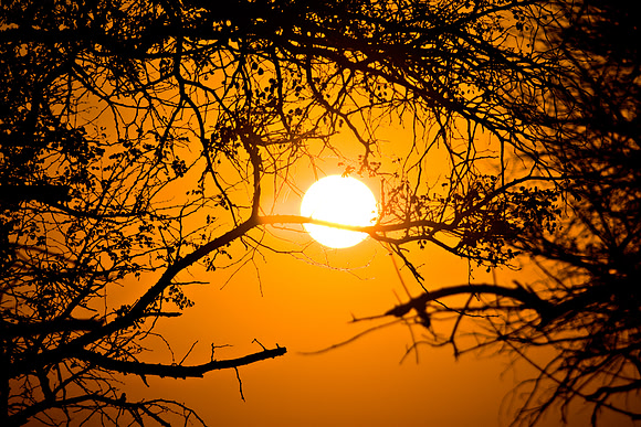 Forest Sunrise