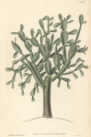 Vintage Image Plate - Cactus cochinillifer (Opuntia cochenillifera)