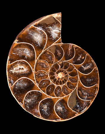 Spiral Ammonite Fossil