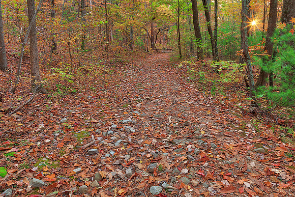 Autumn Sunset Forest Trail