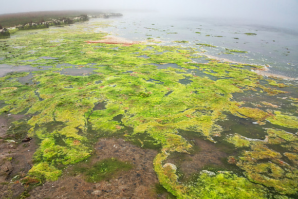 Algae World