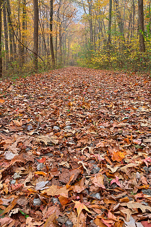 Autumn Ferry Grove Trail