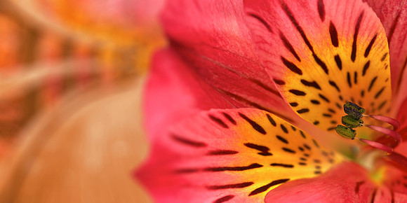 Inca Magic Lily