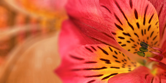 Inca Magic Lily