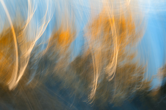Dancing Forest