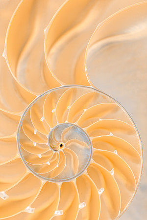 Nautilus Spiral Six