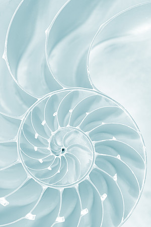 Frosty Nautilus Spiral