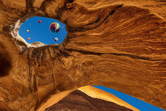 Wild Wonder Window