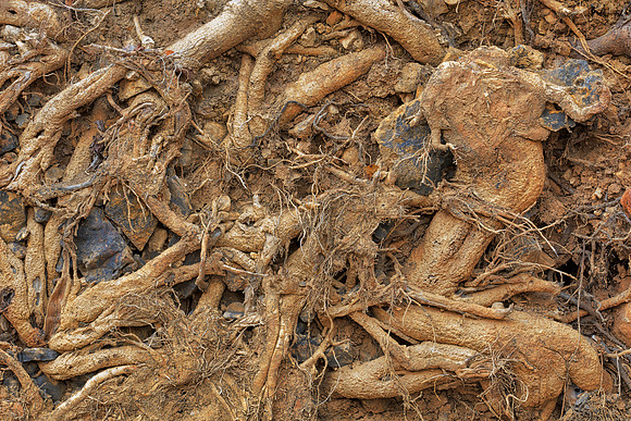 Mangled Roots