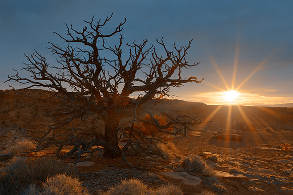 Bare Branch Sunset of Capitol Reef