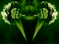 Floral Mantis