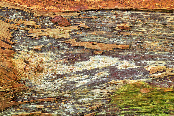 Peeling Wood Decay