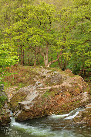 Ancient Forest Spring Stream