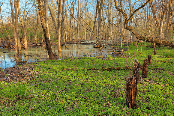 Stump Line Marsh