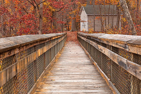 Rustic Autumn Boardwalk - Ruby Gold