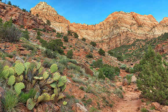 Cactus Mountain Trail