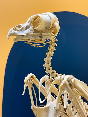 Owl Skeleton Profile