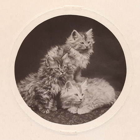 Vintage Kittens