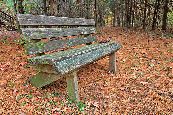 North Point Pine Forest Trail