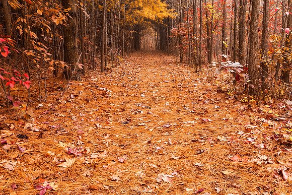 Autumn Gold Canopy Trail