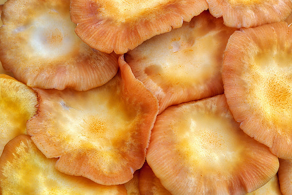 Fungus Flesh