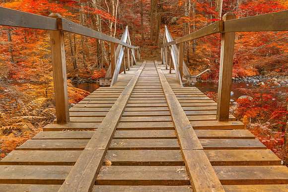 Autumn Forest Track Bridge