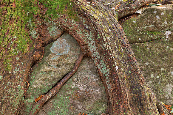 Rugged Roots