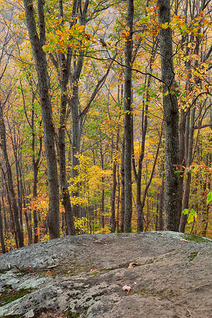 Autumn Crabtree Forest