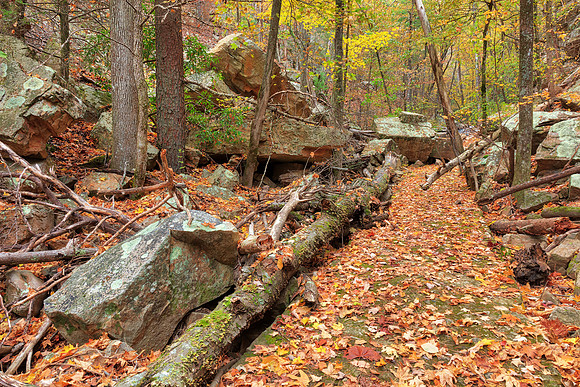 Forgotten Autumn Path