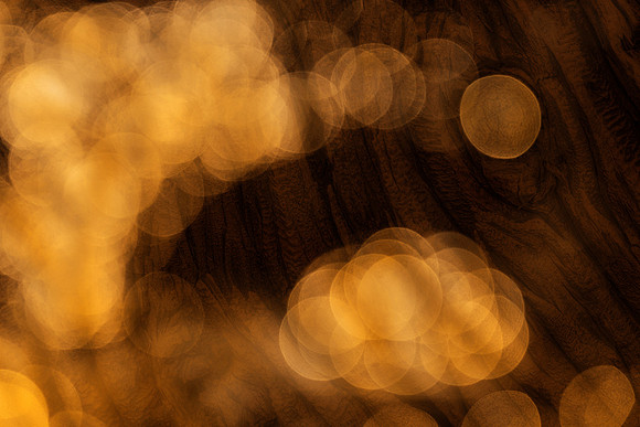 Bokeh Wood Bark