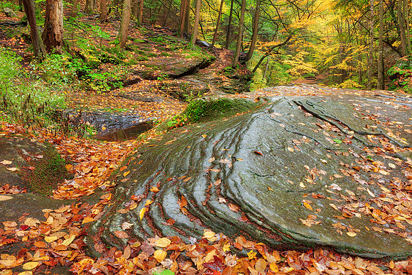 Autumn Sullivan Forest