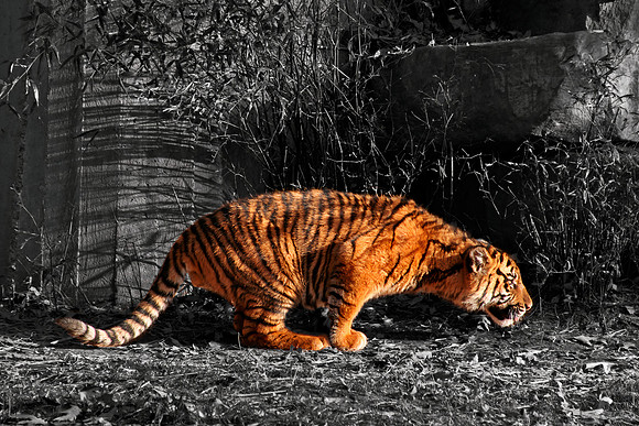 Crouching Tiger Cub