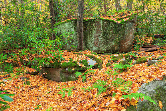 Quehanna Wild Autumn Forest