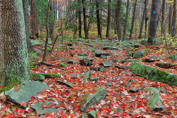 Rugged Autumn Linn Forest