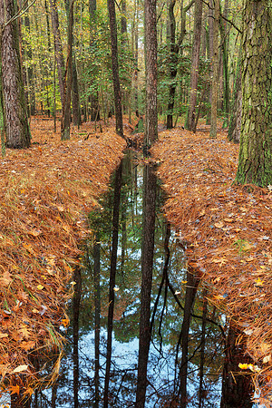 Straight Forest Stream - Blackwater Refuge